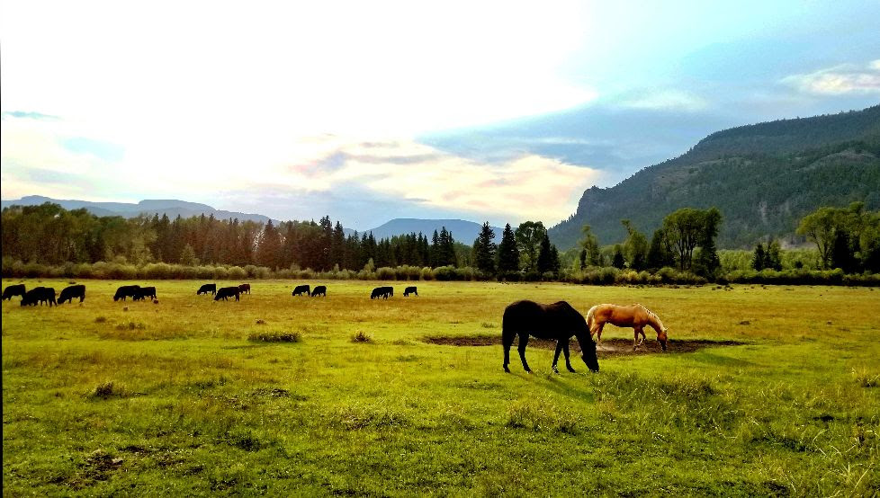 horses cows