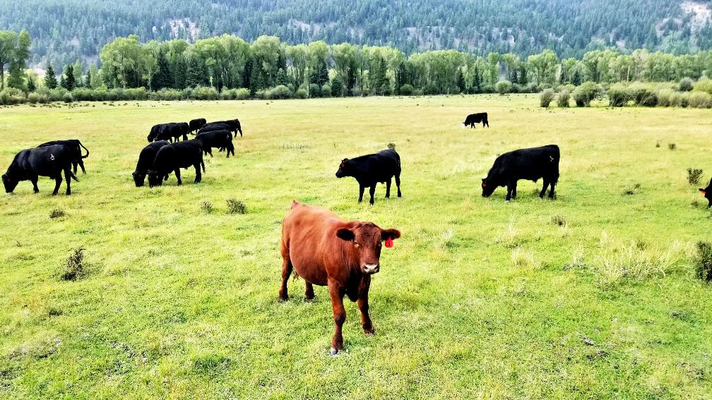 one brown cow